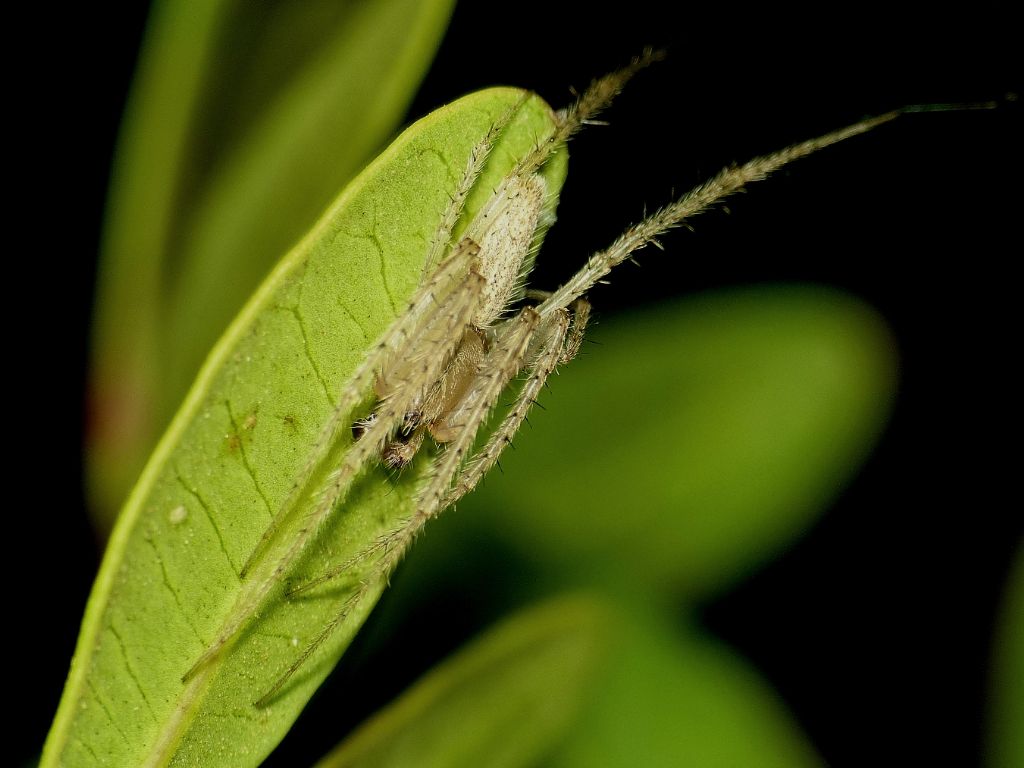 Lipocrea epeirodes in Sardegna, prima segnalazione italiana